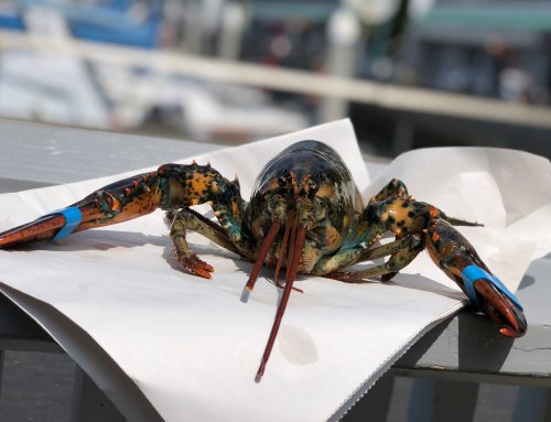 Quality Seafood’s Lobster Fest 2019!